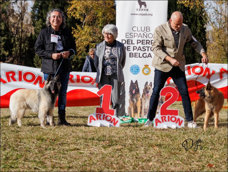 Elecci�n mejor cachorro tervueren.